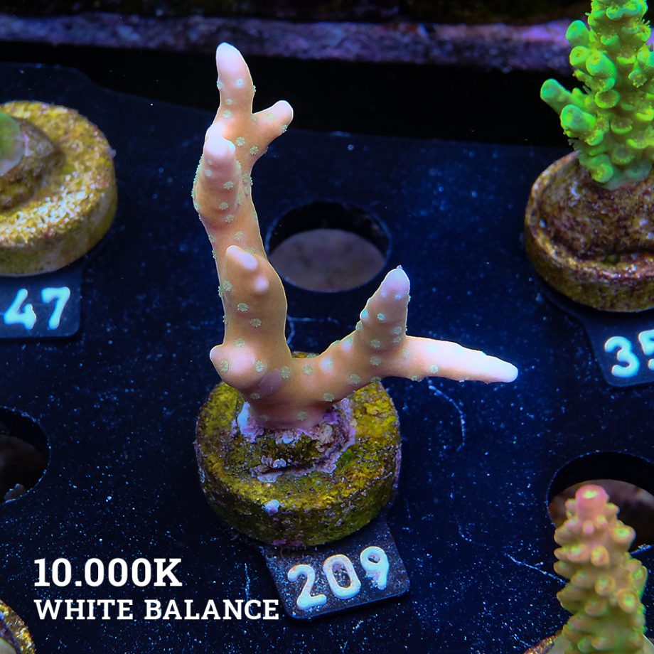 Anacropora 'Tropicana