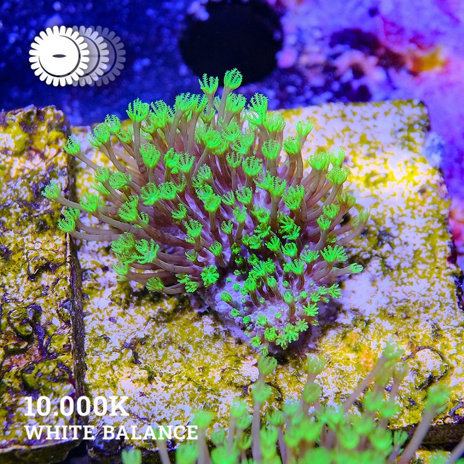 VDS - Sarcophyton 'Neon'