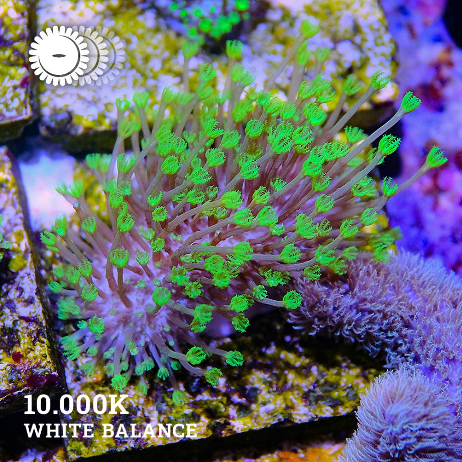 VDS - Sarcophyton 'Neon'