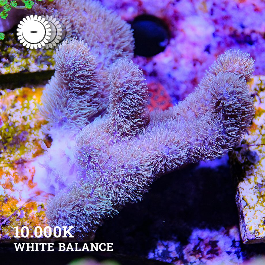 VDS - Sinularia Mollis