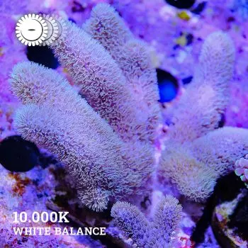 VDS - Sinularia Mollis