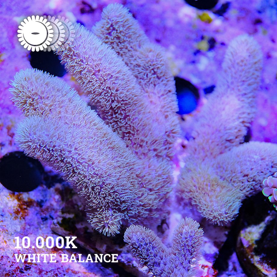 VDS - Sinularia Mollis