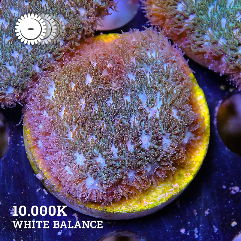 VDS - Leptastrea 'Blue'