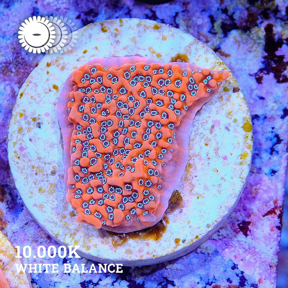 VDS - Montipora 'Dragon Fruit'