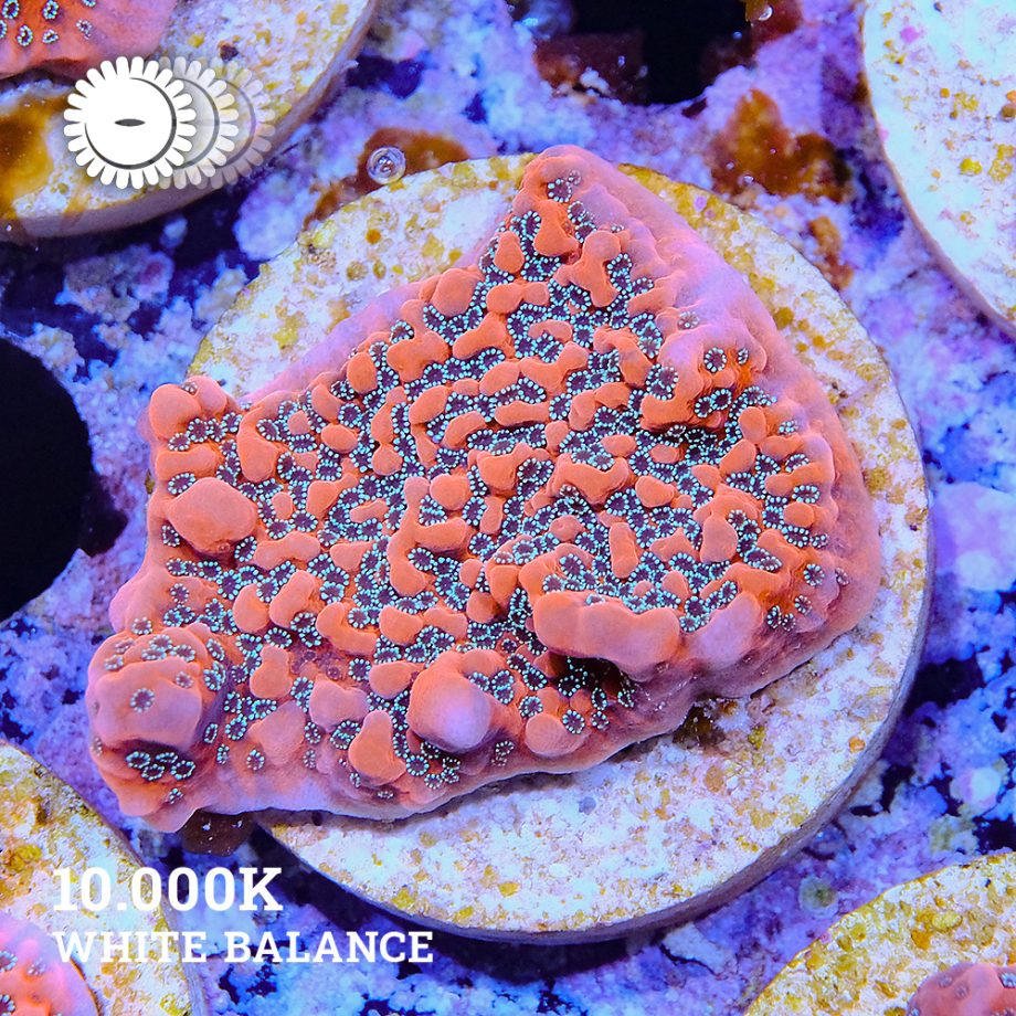 VDS - Montipora 'Dragon Fruit'