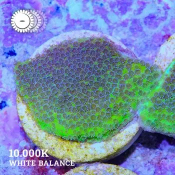 VDS - Montipora 'Blueberry Pie'