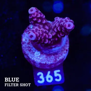 Acropora 'Fluo Bicolor'