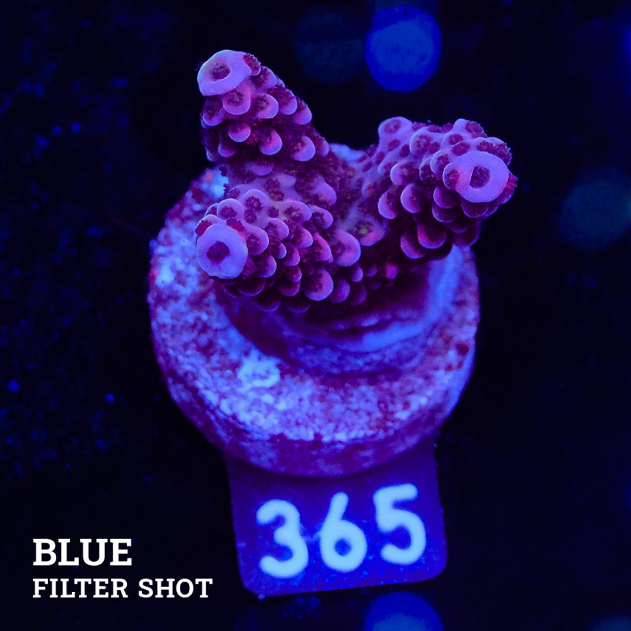 Acropora 'Fluo Bicolor'