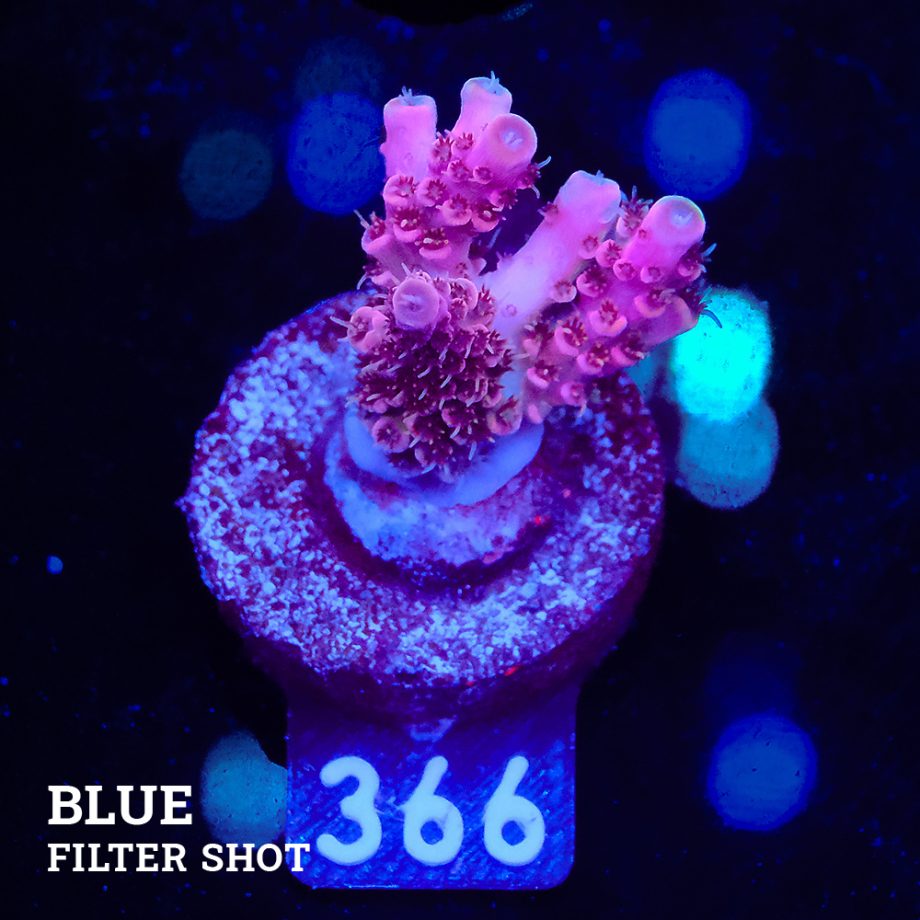 Acropora Millepora 'Pink'