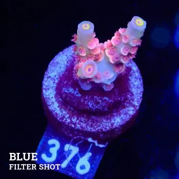 Acropora Tenuis 'Pink