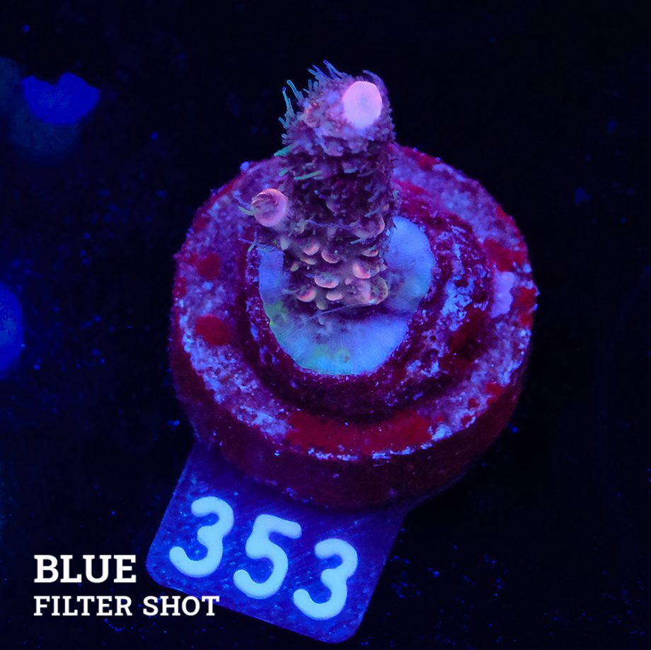 Acropora Millepora