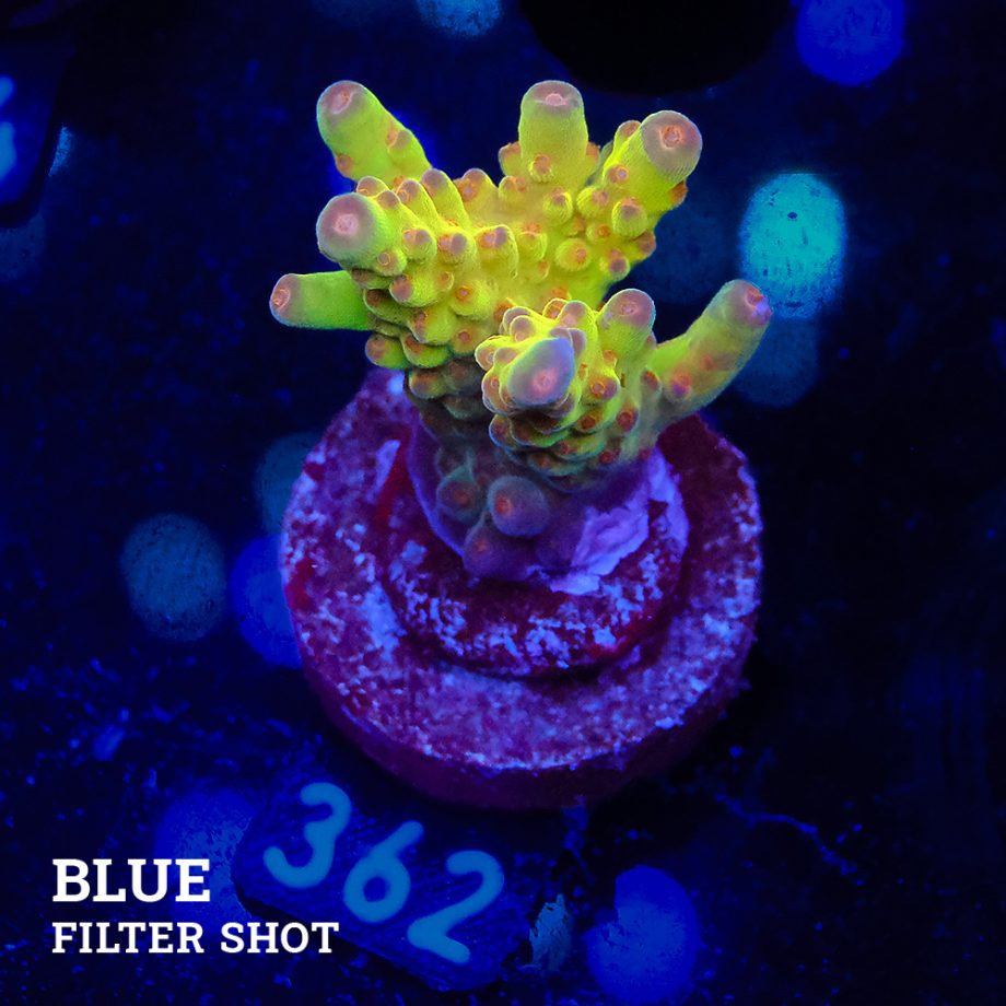 Acropora 'Wonderland'