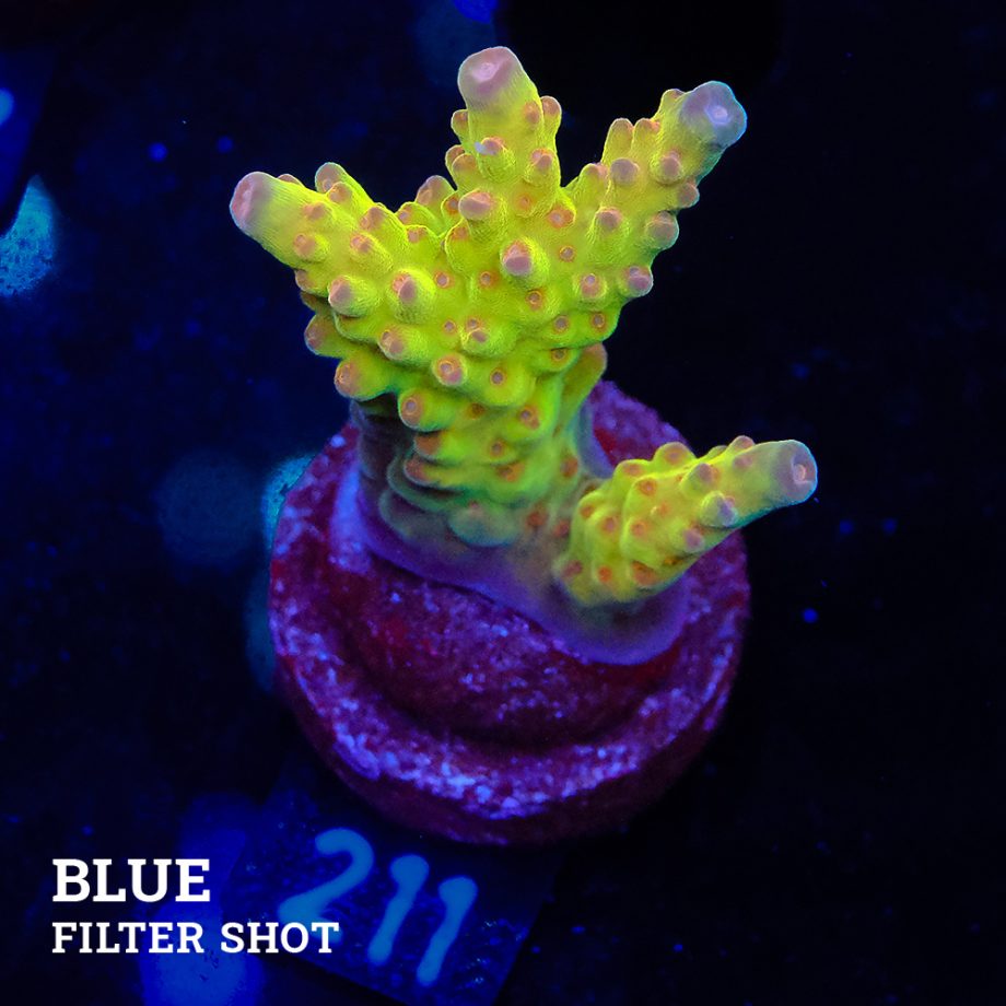 Acropora 'Wonderland'