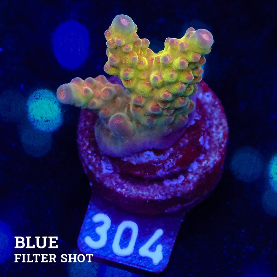 Acropora 'Wonderland'