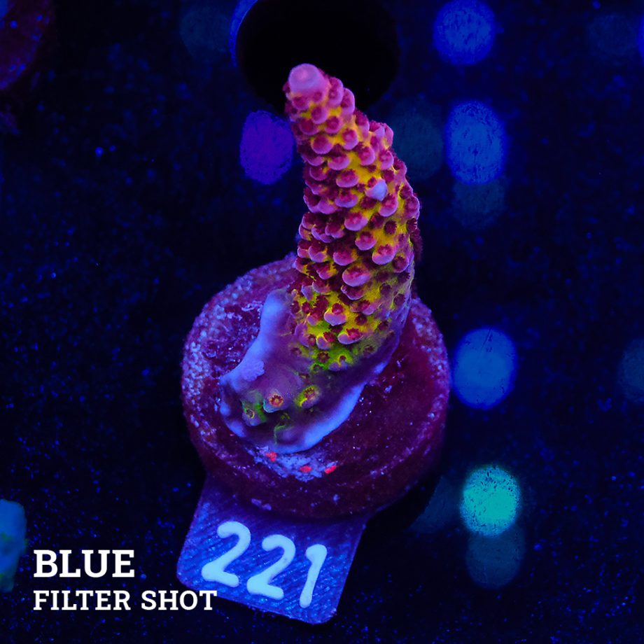 Acropora 'Fluo Bicolor'