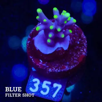 Acropora 'Mrs Packman'