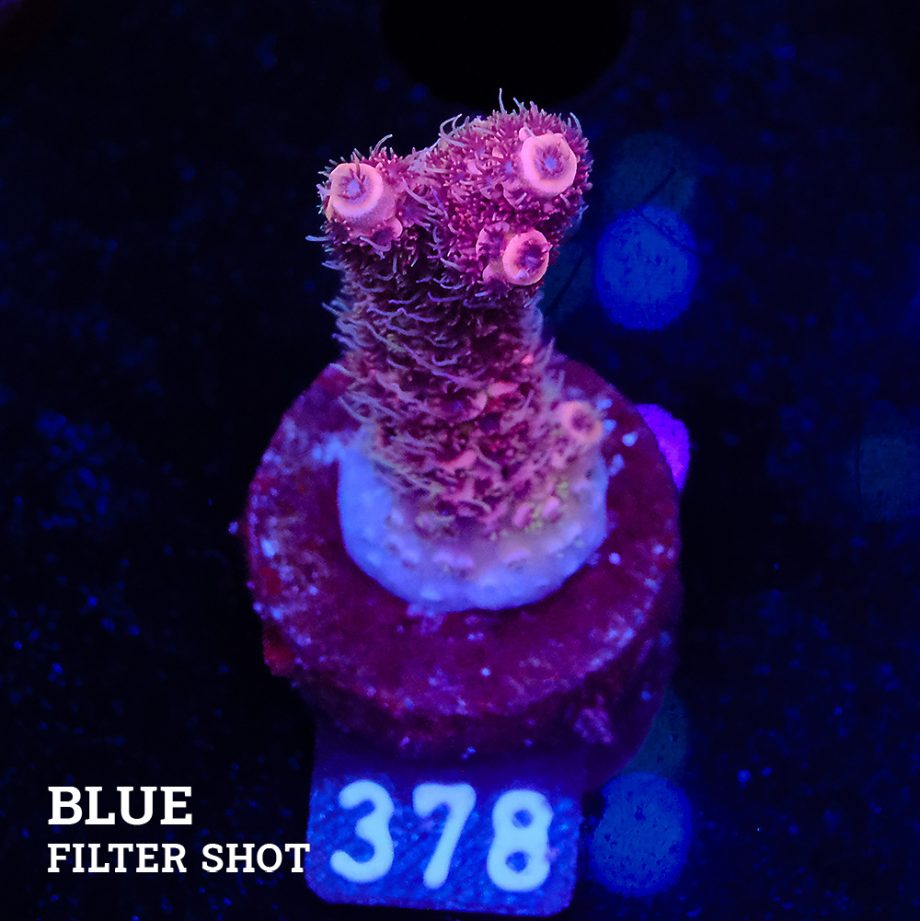 Acropora Millepora 'Pink'