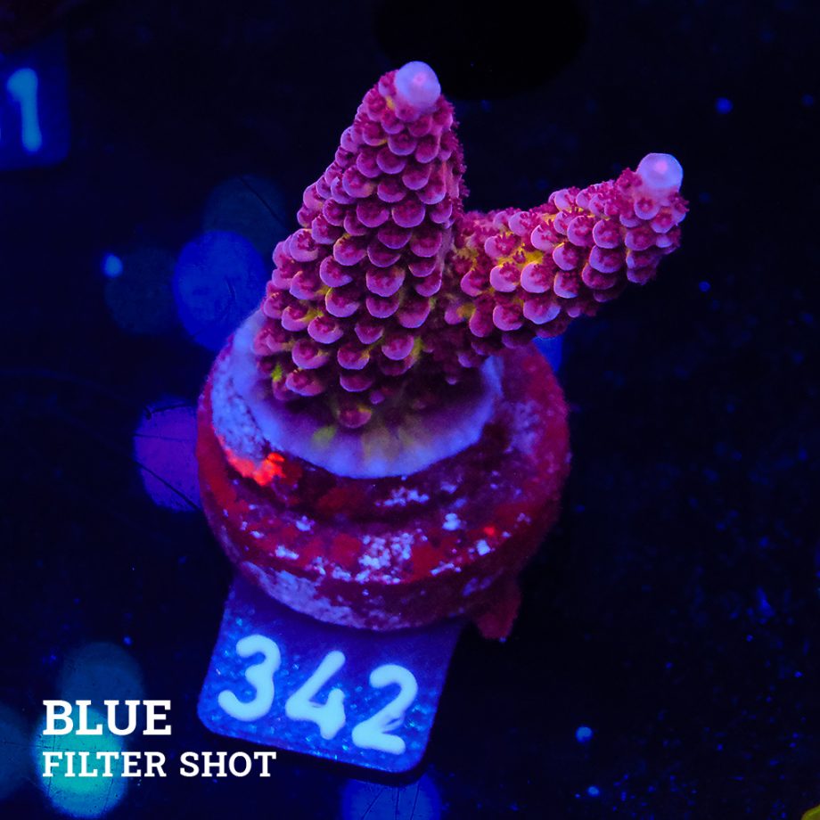 Acropora 'Fluo Bicolor'