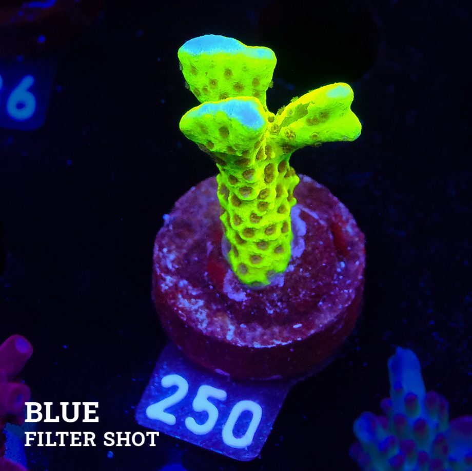 CB Incredible Hulk Montipora Digitata
