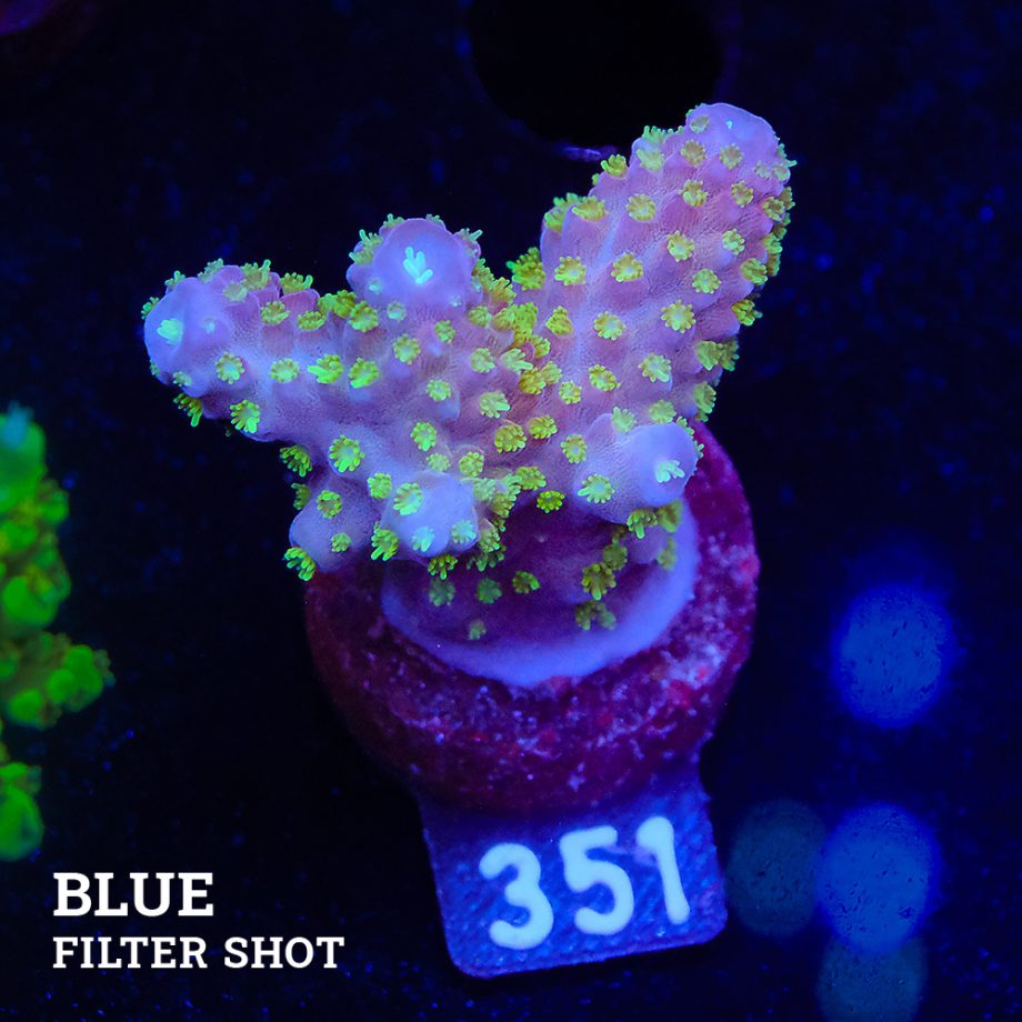 Acropora 'Gimmifera Fiji'