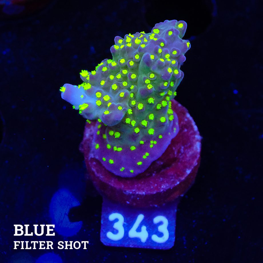 Acropora 'Tricolor'