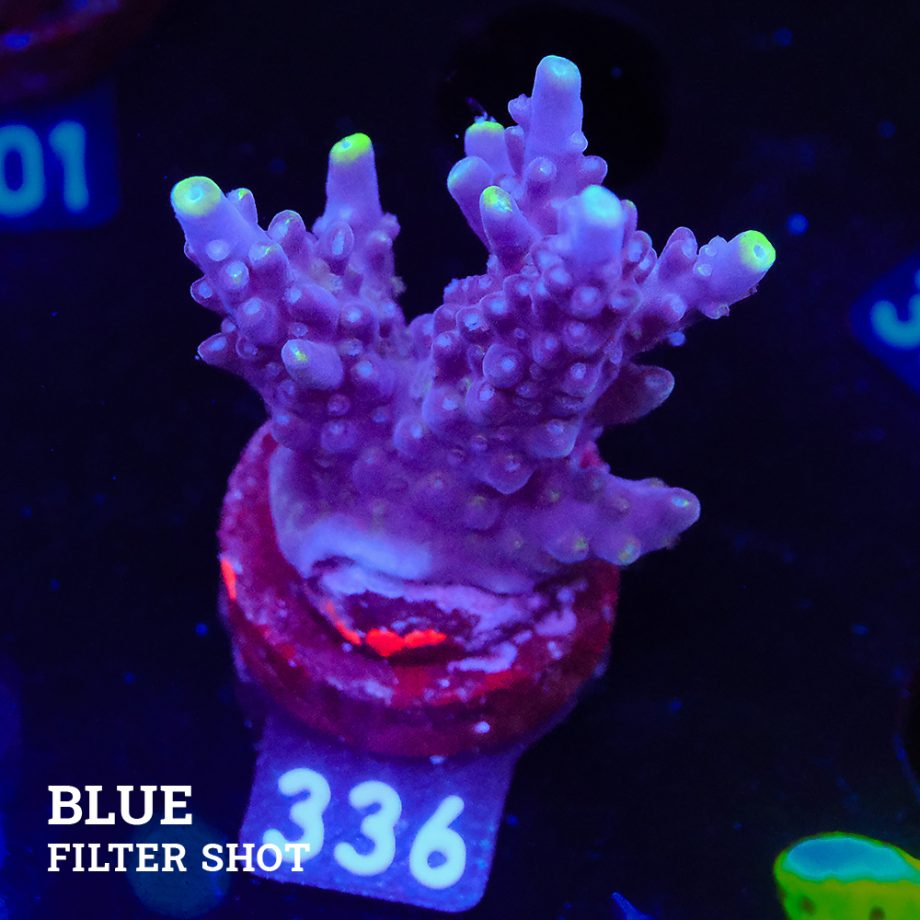 Acropora Valida 'Fiji'