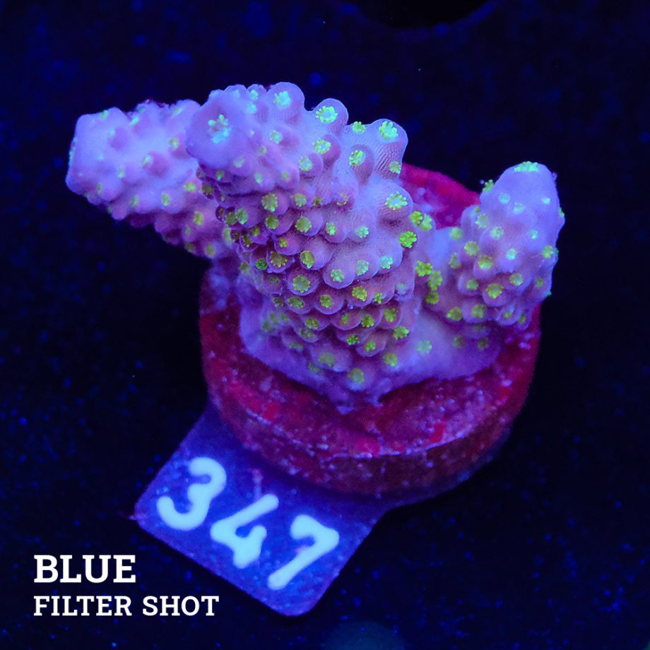 Acropora 'Gimmifera Fiji'