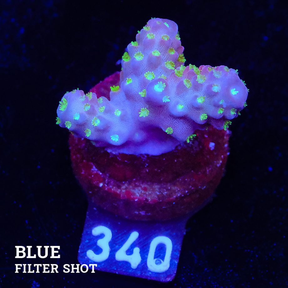 Acropora 'Gimmifera Fiji'