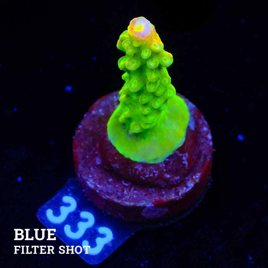 Fm Sour Patch