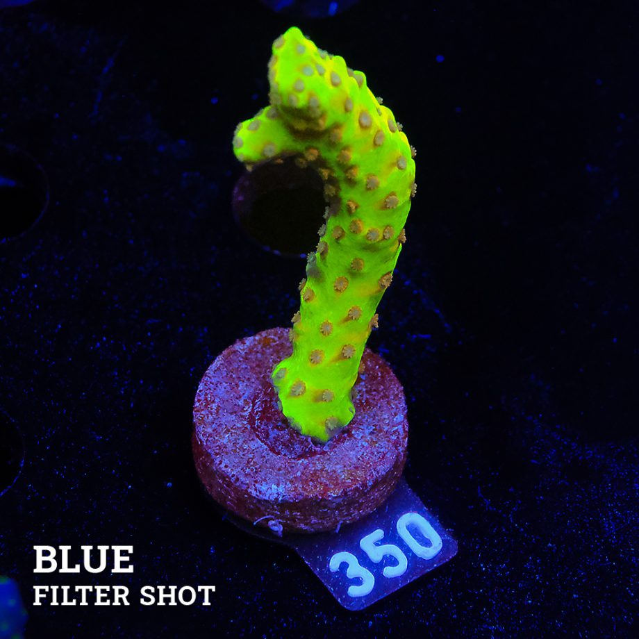 Anacropora 'Golden Rod'