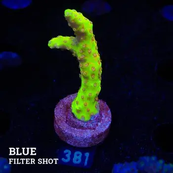 Anacropora 'Golden Rod'