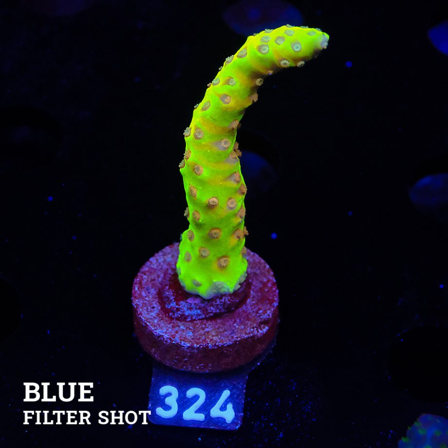 Anacropora 'Golden Rod'