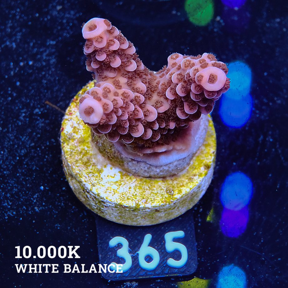 Acropora 'Fluo Bicolor'