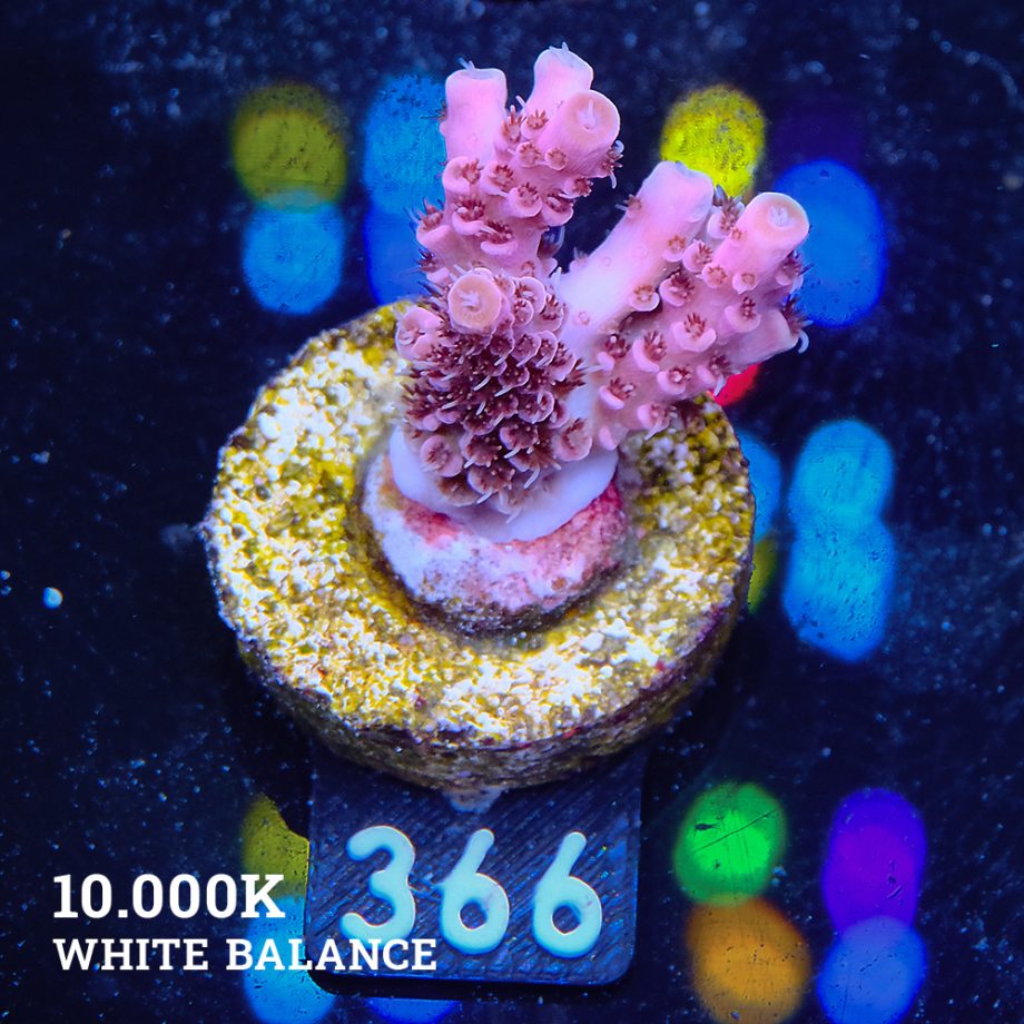 Acropora Millepora 'Pink'