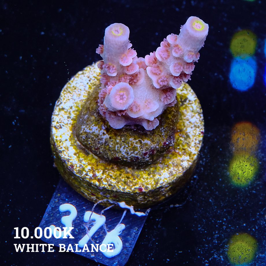 Acropora Tenuis 'Pink'