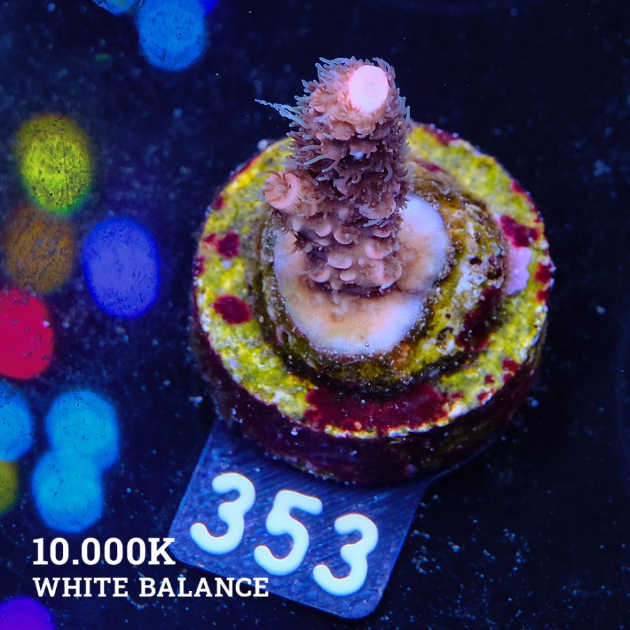 Acropora Millepora
