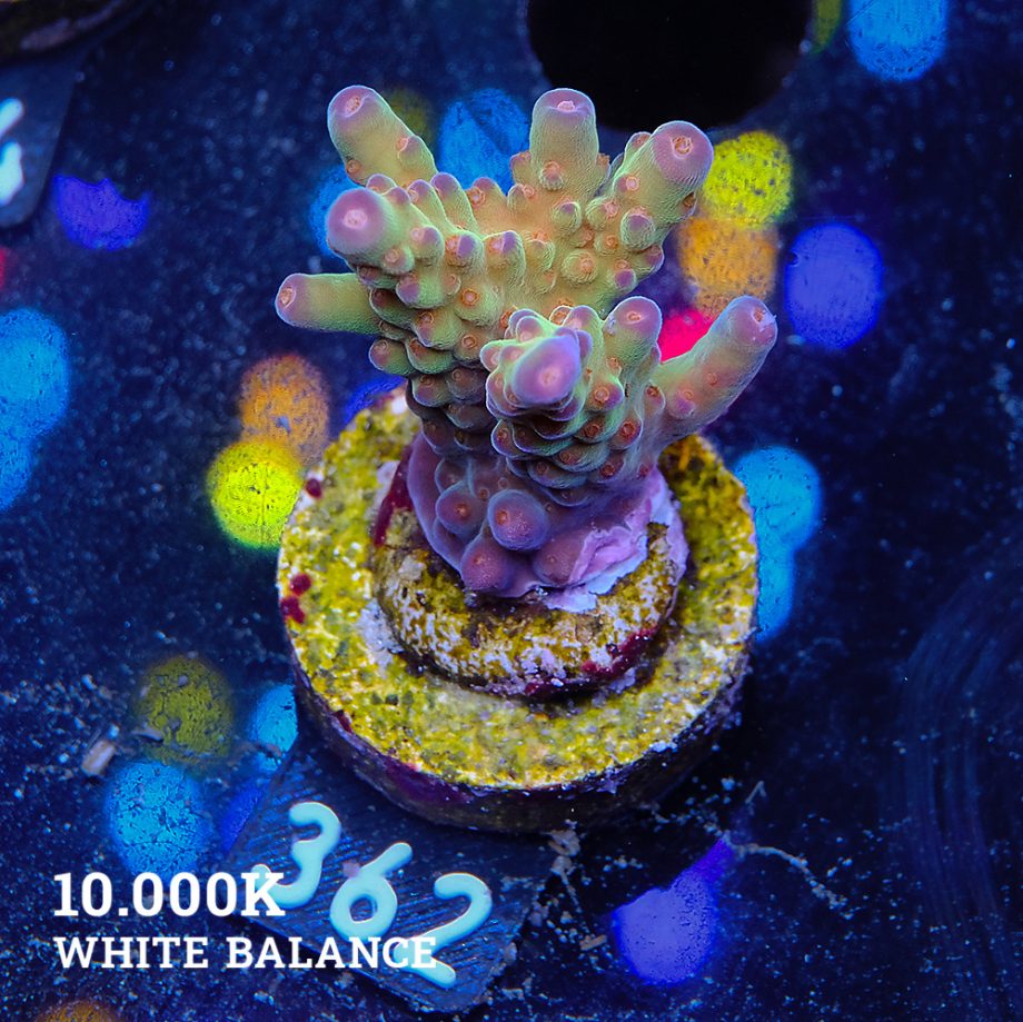 Acropora 'Wonderland'
