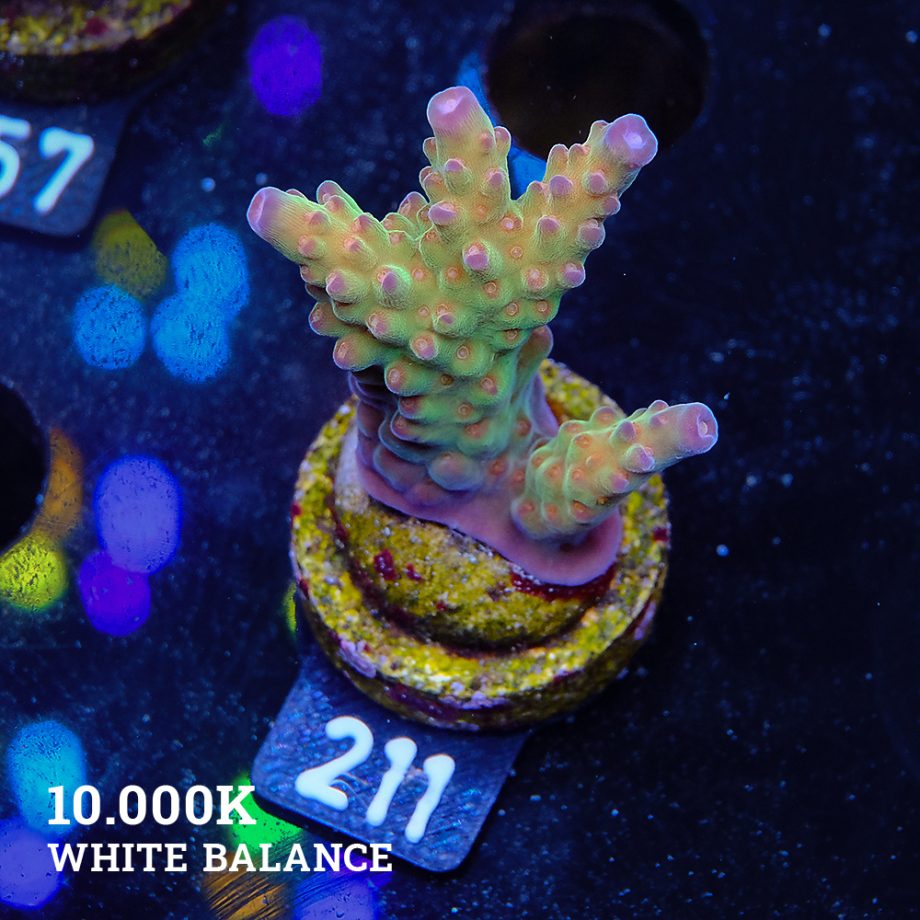 Acropora 'Wonderland'