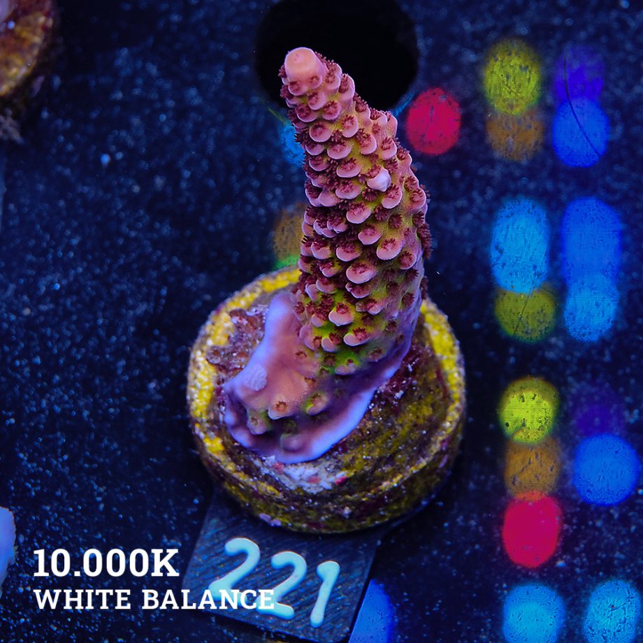 Acropora 'Fluo Bicolor'