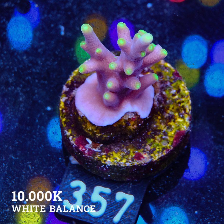 Acropora 'Mrs Packman'
