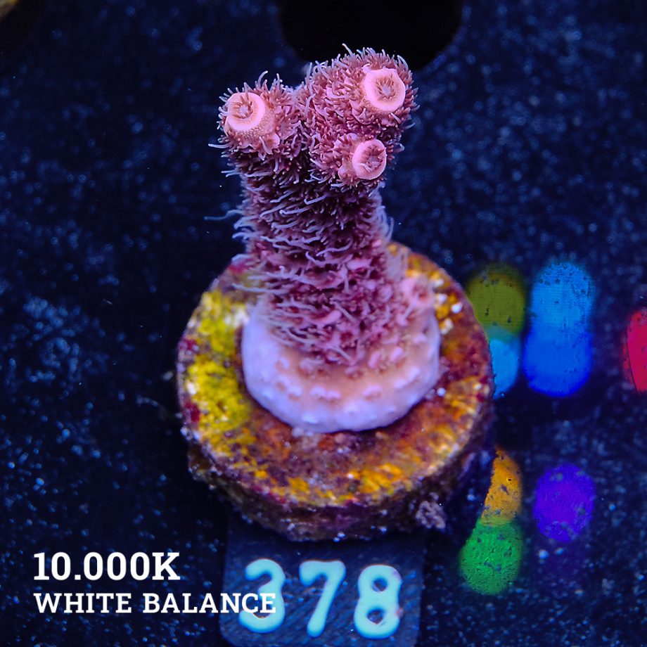 Acropora Millepora 'Pink'