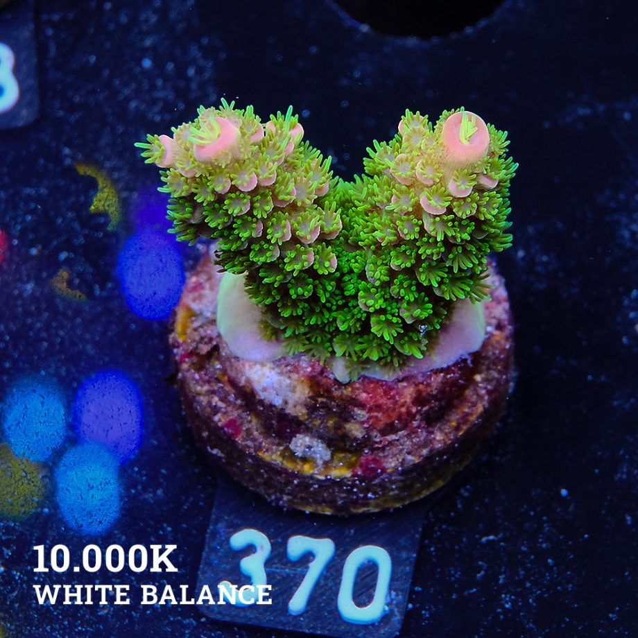 TK Tropical Blaze