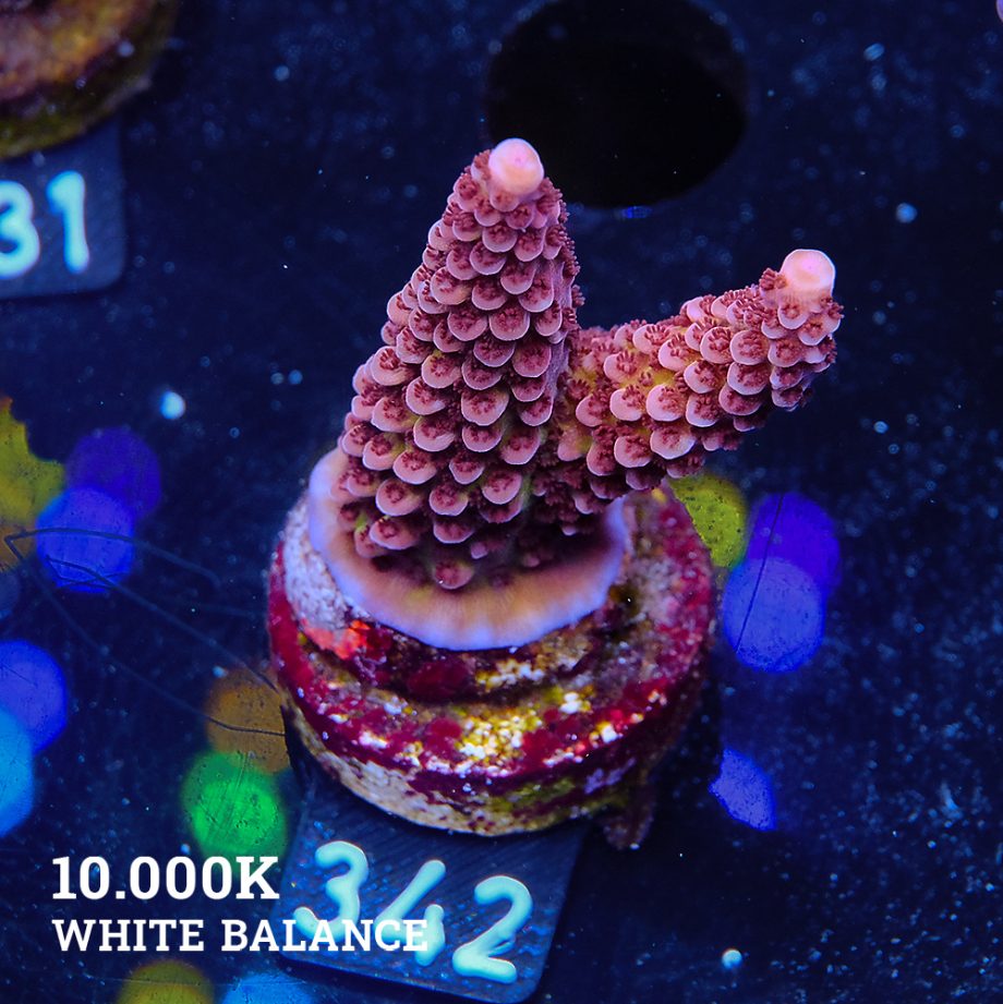 Acropora 'Fluo Bicolor'