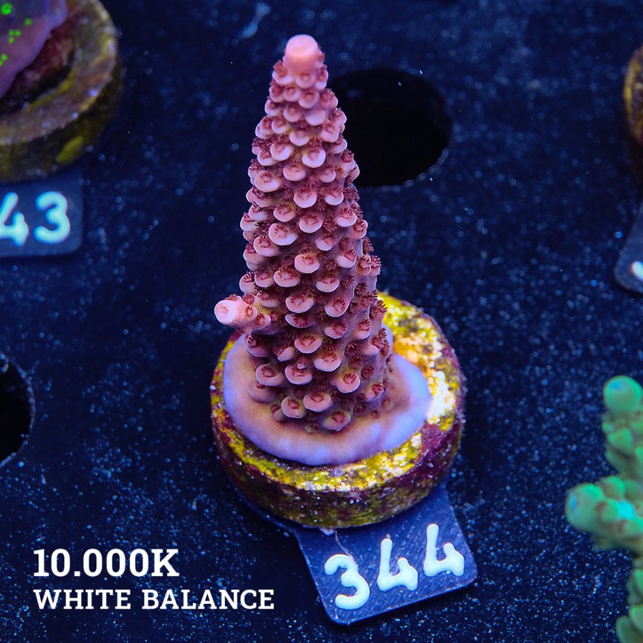 Acropora 'Fluo Bicolor'