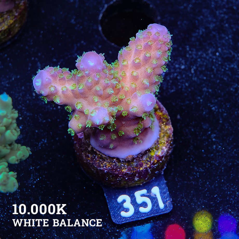 Acropora 'Gimmifera Fiji'