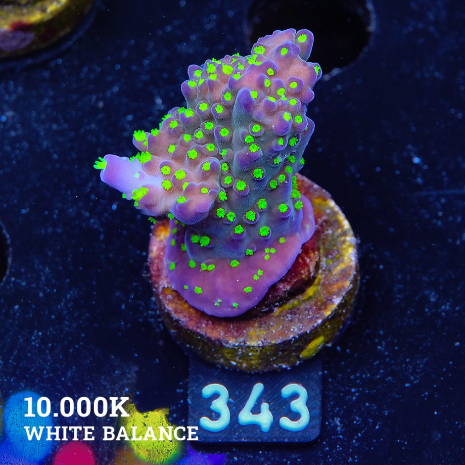 Acropora 'Tricolor'