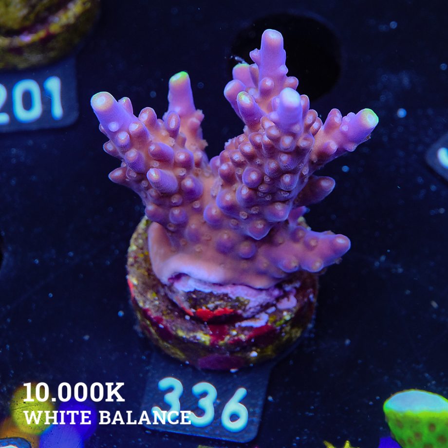 Acropora Valida 'Fiji'