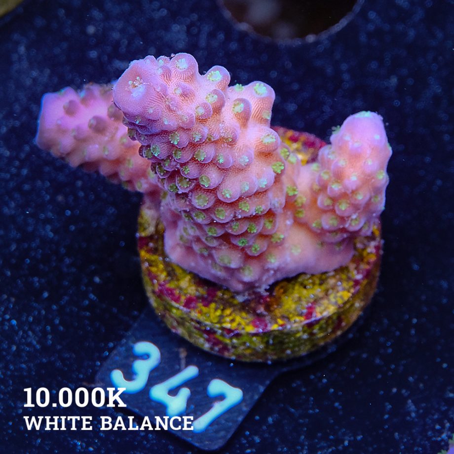 Acropora 'Gimmifera Fiji'