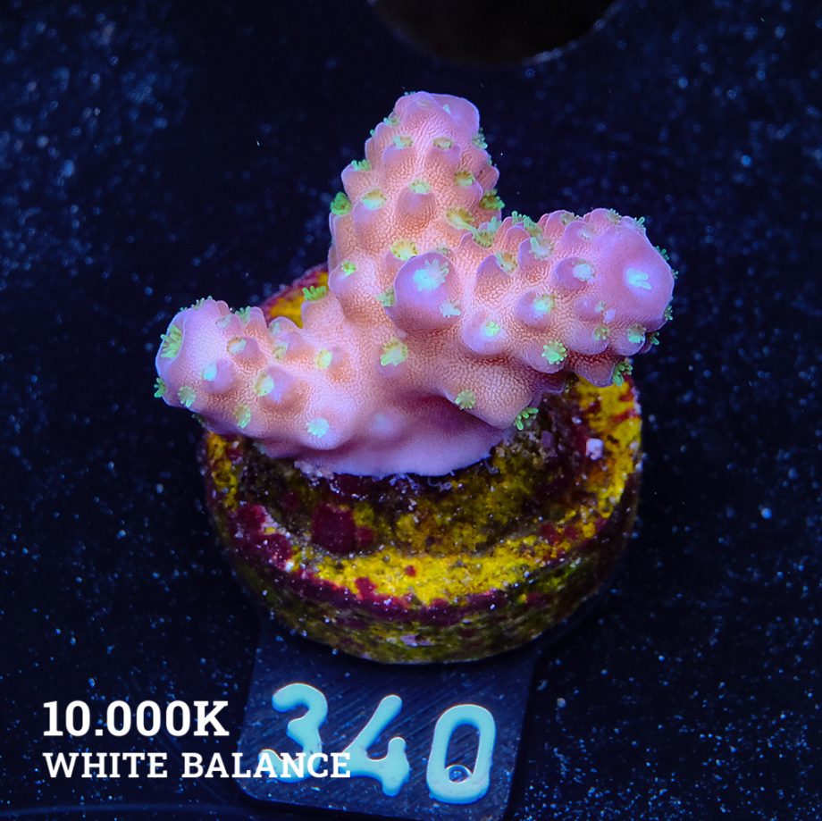 Acropora 'Gimmifera Fiji'