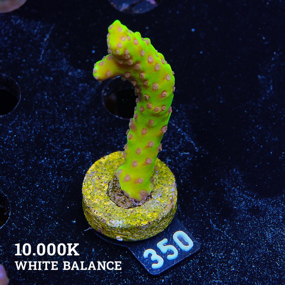Anacropora 'Golden Rod'